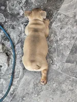 Sunny, a female French Bulldog for sale in Lebanon, MO – Photo 7 of 7