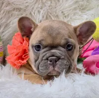 Sunny, a female French Bulldog for sale in Lebanon, MO – Photo 6 of 7