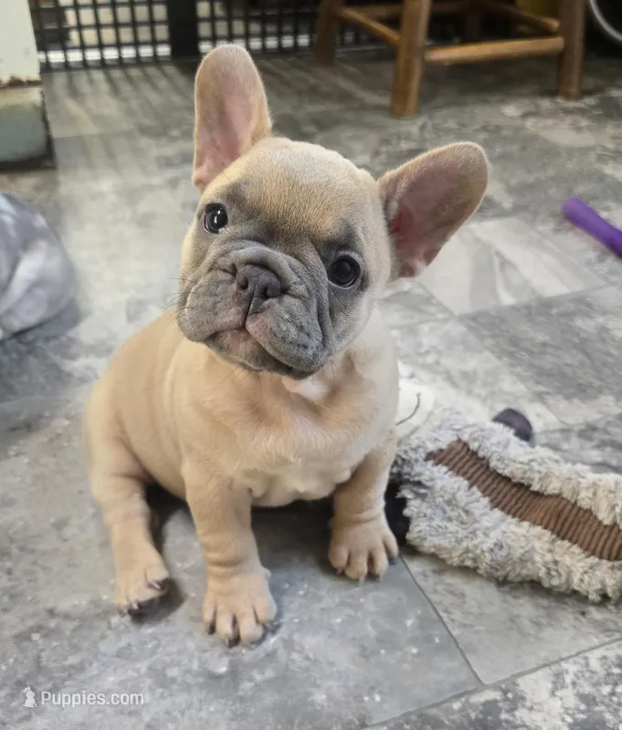 Sunny – French Bulldog puppy for sale in Lebanon, MO