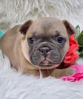 Sunny, a female French Bulldog for sale in Lebanon, MO – Photo 1 of 4