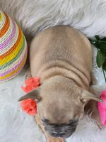 Sunny, a female French Bulldog for sale in Lebanon, MO – Photo 4 of 7