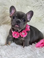 Gracie , a female French Bulldog for sale in Lebanon, MO – 2 of 3
