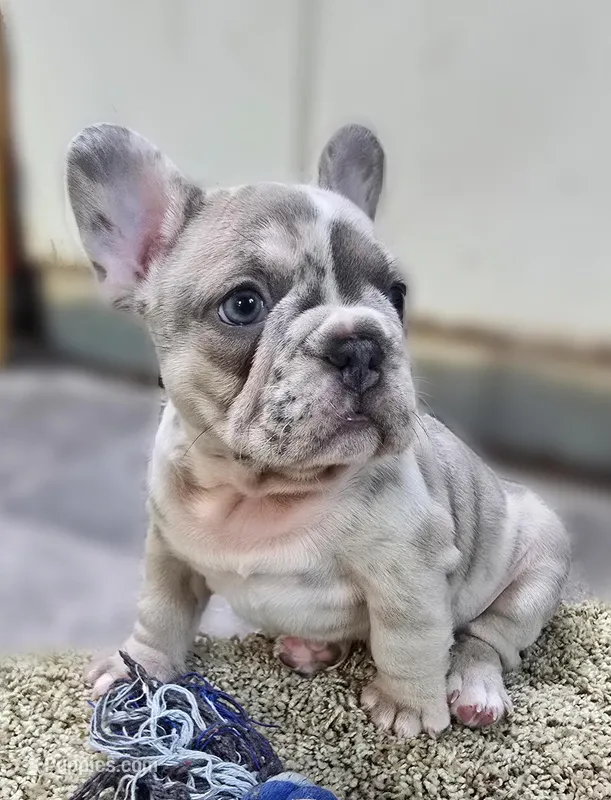 Peeps – French Bulldog puppy for sale in Lebanon, MO