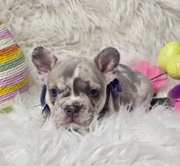 Peeps, a male French Bulldog for sale in Lebanon, MO – Photo 2 of 5