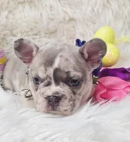 Peeps, a male French Bulldog for sale in Lebanon, MO – Photo 4 of 5