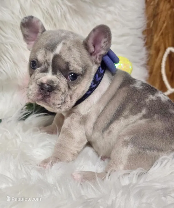 Peeps – French Bulldog puppy for sale in Lebanon, MO