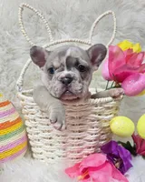 Peeps, a male French Bulldog for sale in Lebanon, MO – Photo 3 of 5