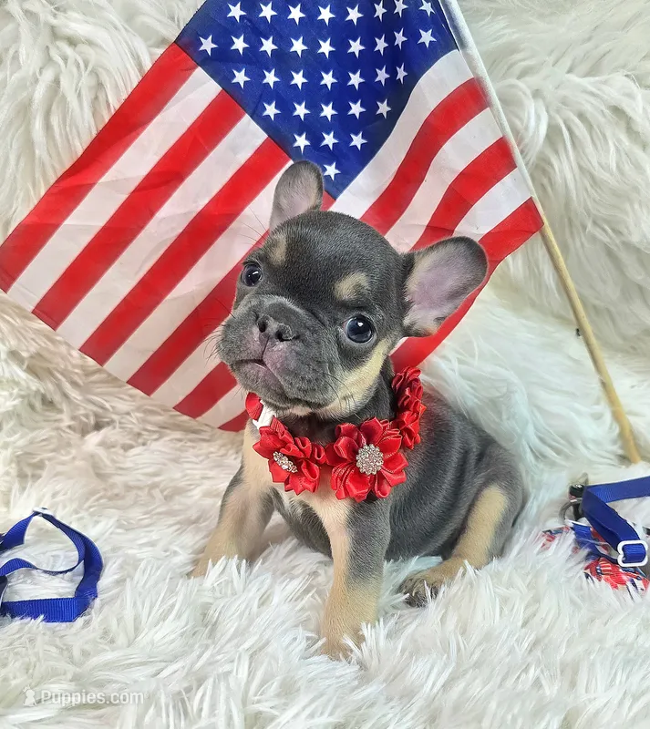 Charlotte – Frenchton puppy for sale in Lebanon, MO