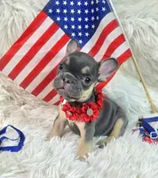 Charlotte, a female Frenchton for sale in Lebanon, MO – 1 of 3