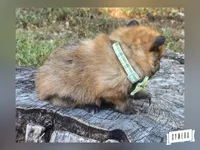 Orangy B, a male Pomeranian for sale in Lebanon, MO – 3 of 5