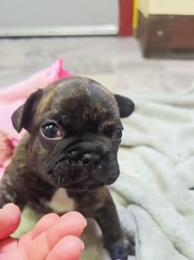 BG, a female French Bulldog for sale in Lebanon, MO – 6 of 6