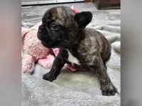 BG, a female French Bulldog for sale in Lebanon, MO – 3 of 6