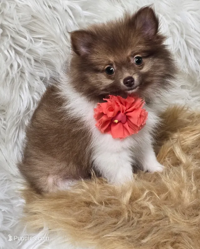 Cammie – Pomeranian puppy for sale in Lebanon, MO