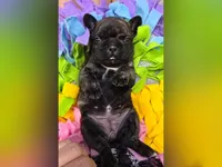 BG, a female French Bulldog for sale in Lebanon, MO – 5 of 6