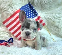 Maverick , a male Frenchton for sale in Lebanon, MO – 2 of 3