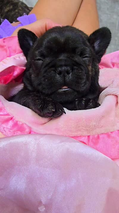 BBG, a female French Bulldog for sale in Lebanon, MO – 6 of 6