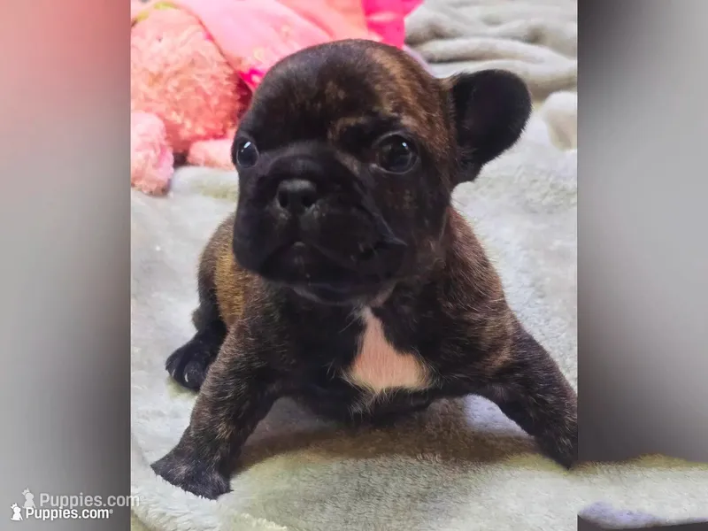 BG, a female French Bulldog for sale in Lebanon, MO – 1 of 6
