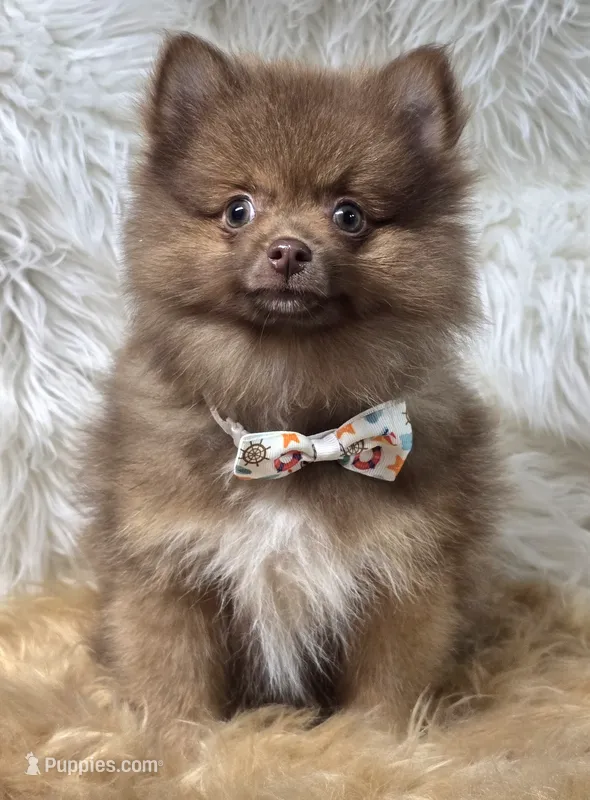 Cody – Pomeranian puppy for sale in Lebanon, MO