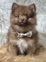 Cody, a male Pomeranian for sale in Lebanon, MO – 1 of 6