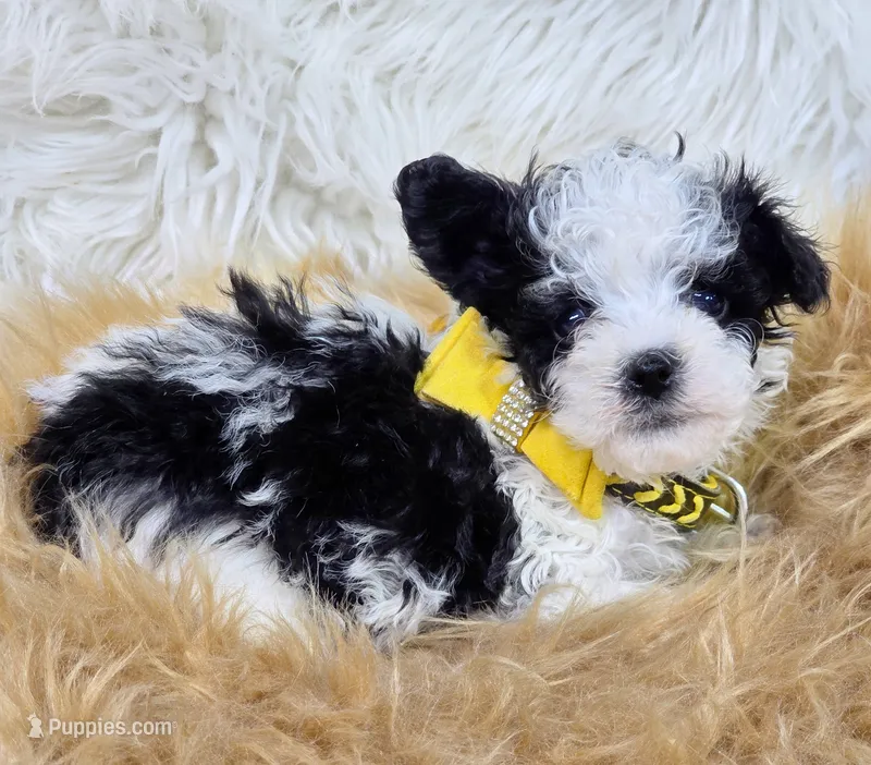 Minnow  – Havapoo puppy for sale in Lebanon, MO