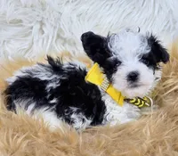 Minnow , a male Havapoo for sale in Lebanon, MO – 1 of 3