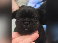 BBG, a female French Bulldog for sale in Lebanon, MO – 2 of 6