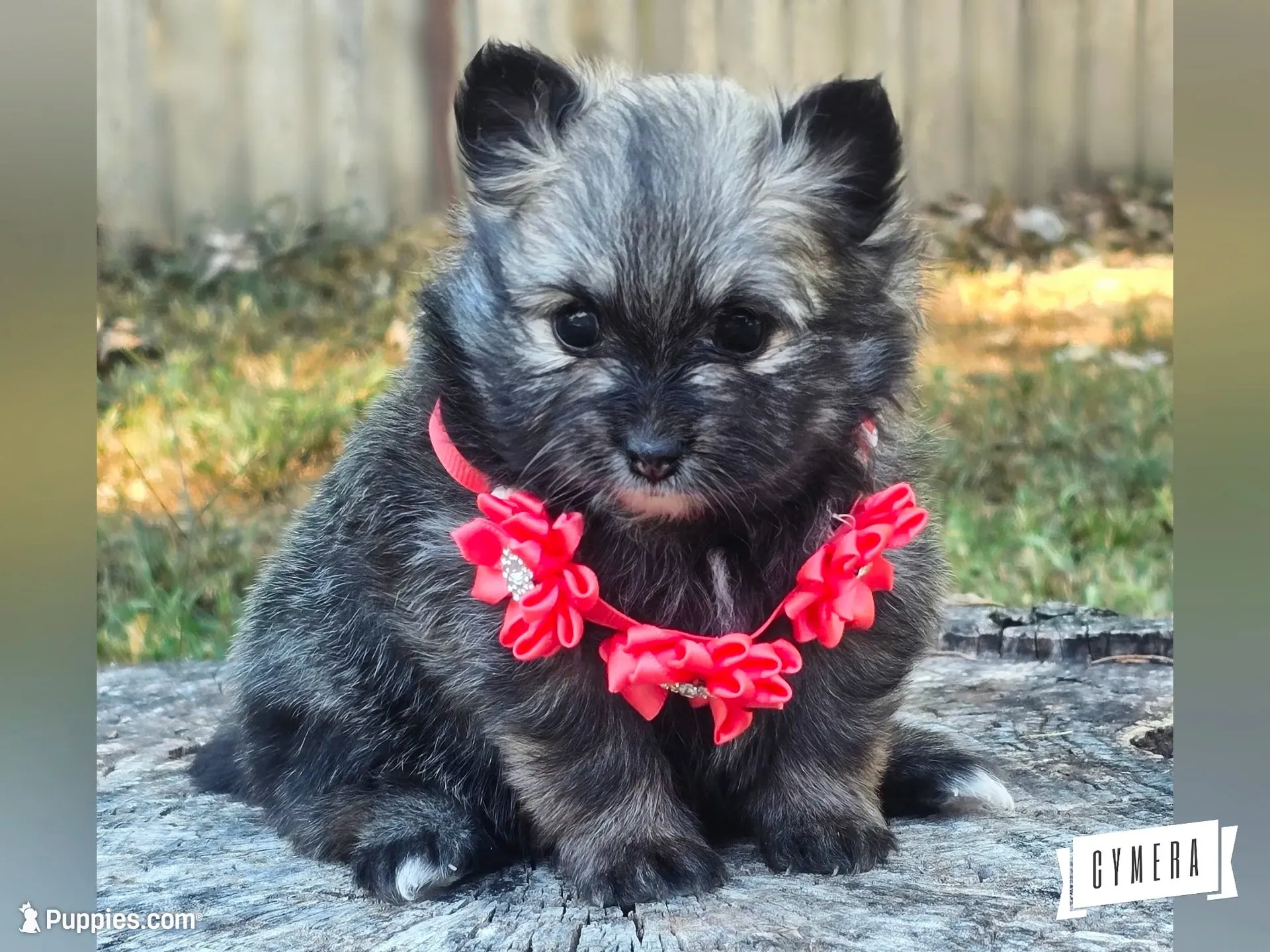 Wolfie G, a female Pomeranian for sale in Lebanon, MO – 1 of 3
