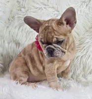 Marlow, a female French Bulldog for sale in Lebanon, MO – 2 of 8