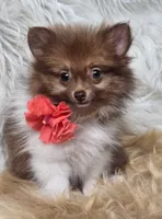 Cammie, a female Pomeranian for sale in Lebanon, MO – 4 of 5