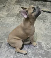 Tigger, a male French Bulldog for sale in Lebanon, MO – 2 of 9