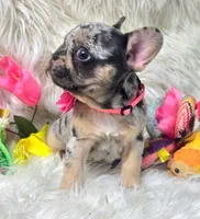 Picasso la, a female French Bulldog for sale in Lebanon, MO – Photo 3 of 4