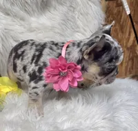 Picasso la, a female French Bulldog for sale in Lebanon, MO – Photo 4 of 4