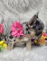 Picasso la, a female French Bulldog for sale in Lebanon, MO – Photo 2 of 4