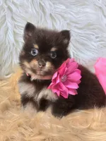Cini Bun, a female Pomeranian for sale in Lebanon, MO – 1 of 4