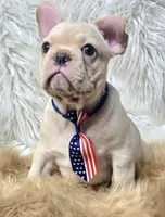 Rizo, a male French Bulldog for sale in Lebanon, MO – 2 of 7