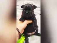BBG, a female French Bulldog for sale in Lebanon, MO – 4 of 6