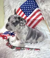 Maverick , a male Frenchton for sale in Lebanon, MO – 3 of 3