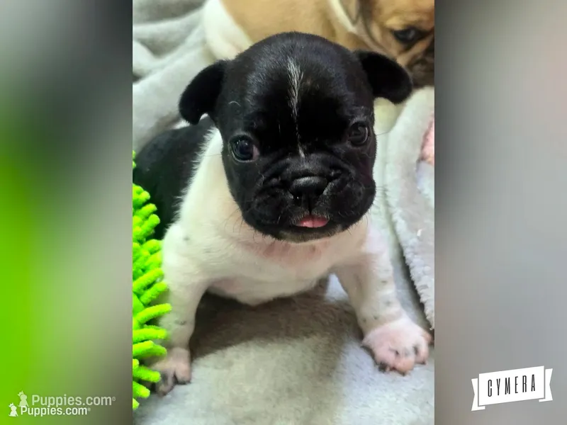 Moonita, a female French Bulldog for sale in Lebanon, MO – 1 of 6