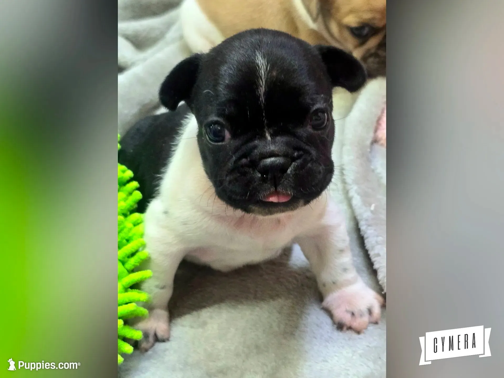 Moonita, a female French Bulldog for sale in Lebanon, MO – 1 of 6