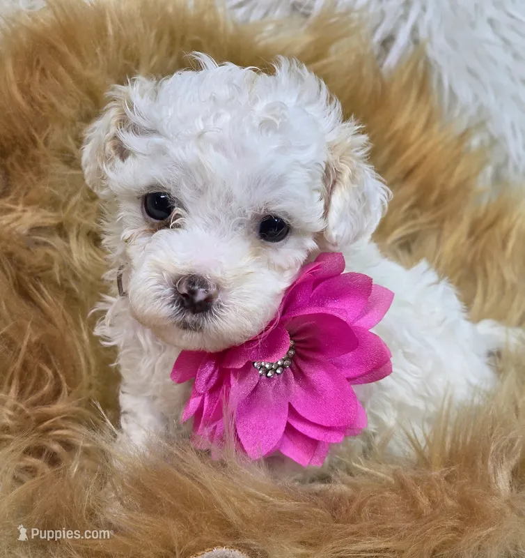 Kitty  – Havapoo puppy for sale in Lebanon, MO