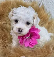 Kitty , a female Havapoo for sale in Lebanon, MO – 3 of 3