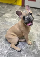 Tigger, a male French Bulldog for sale in Lebanon, MO – 1 of 9