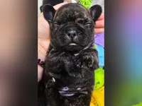 BG, a female French Bulldog for sale in Lebanon, MO – 2 of 6