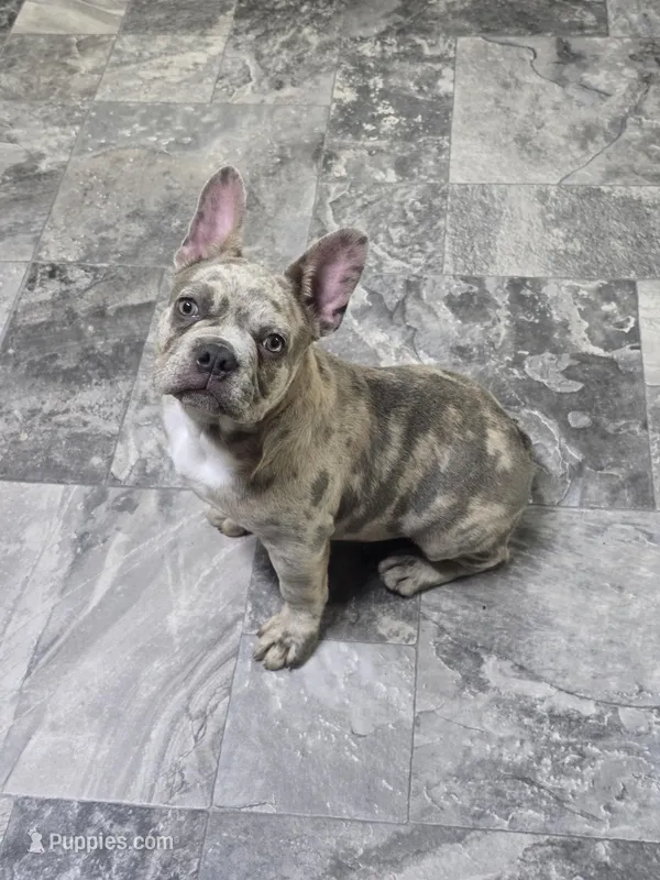 Nerf – French Bulldog puppy for sale in Lebanon, MO