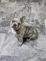 Nerf, a male French Bulldog for sale in Lebanon, MO – Photo 3 of 4