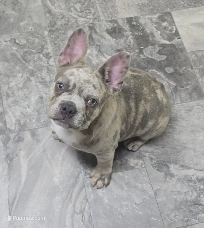 Nerf – French Bulldog puppy for sale in Lebanon, MO