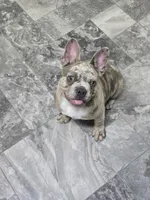 Nerf, a male French Bulldog for sale in Lebanon, MO – Photo 2 of 4