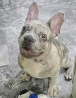 Nerf, a male French Bulldog for sale in Lebanon, MO – Photo 4 of 4