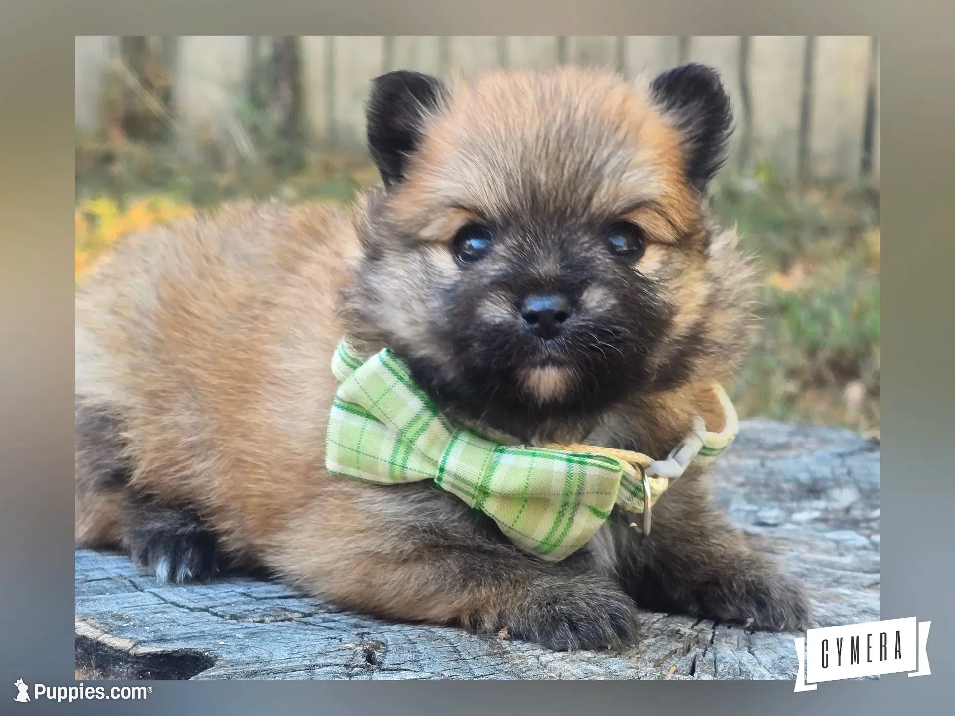 Orangy B, a male Pomeranian for sale in Lebanon, MO – 1 of 5