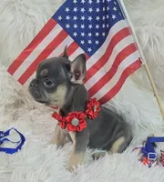 Charlotte, a female Frenchton for sale in Lebanon, MO – 2 of 3